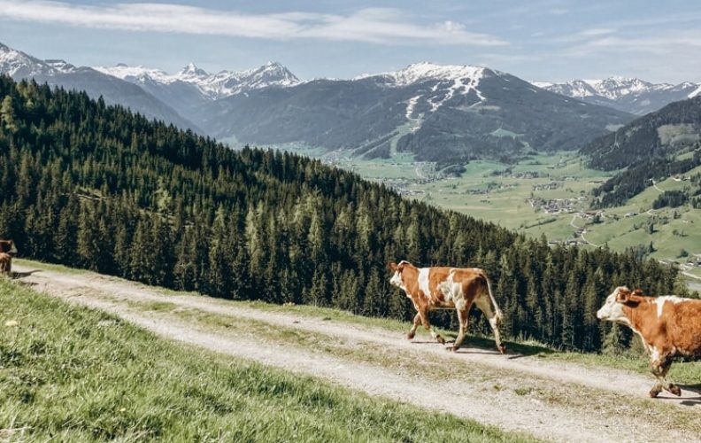 Eindrücke vom Urlaub am Kinderbauernhof Sinnhubgut in Altenmarkt-Zauchensee, Salzburger Land