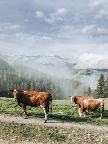 Kühe auf der Alm - Bauernhofurlaub Sinnhubgut in Altenmarkt-Zauchensee, Salzburger Land